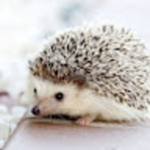 Meet your Posher, Sara clark